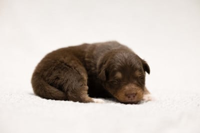 Les chiots de Berger Australien