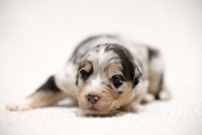 Les chiots de Berger Australien