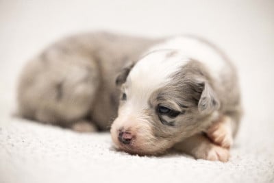 Les chiots de Berger Australien
