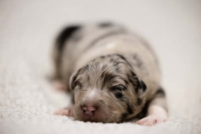 CHIOT 3 - Berger Australien