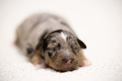 CHIOT 4 - Berger Australien