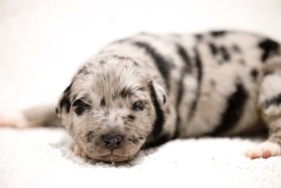 CHIOT 6 - Berger Australien