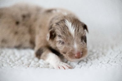 CHIOT 7 - Berger Australien