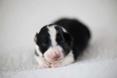 CHIOT 2 - Berger Australien