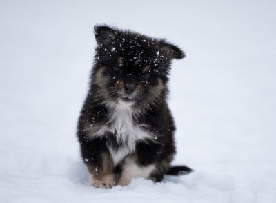 Les chiots de Berger Australien