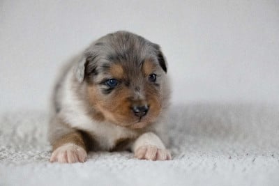 Les chiots de Berger Australien