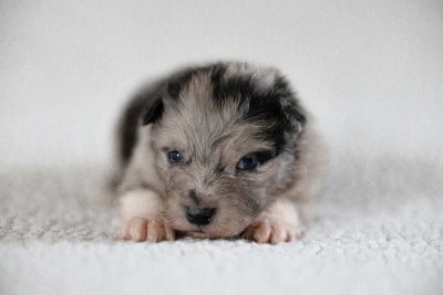 Les chiots de Berger Australien