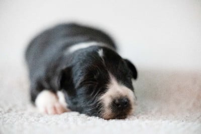 Les chiots de Berger Australien