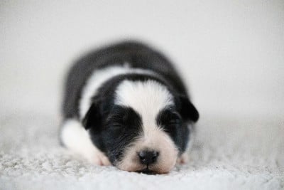 Les chiots de Berger Australien