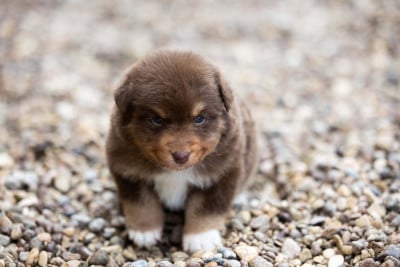 Les chiots de Berger Australien