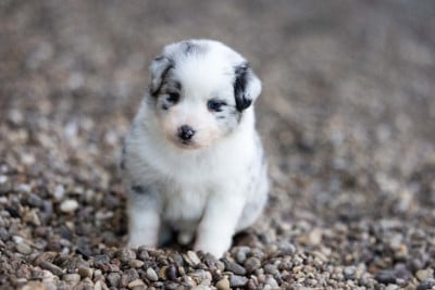Les chiots de Berger Australien