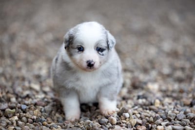 Les chiots de Berger Australien