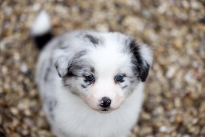 Les chiots de Berger Australien