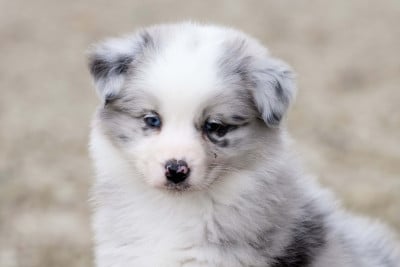 Les chiots de Berger Australien