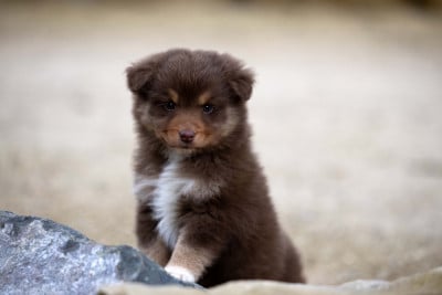 Les chiots de Berger Australien