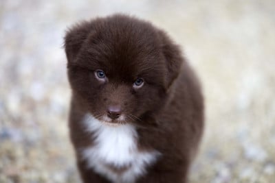 Les chiots de Berger Australien