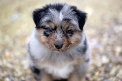Les chiots de Berger Australien