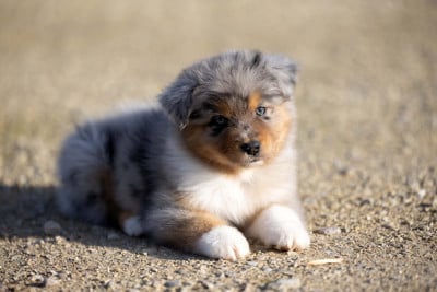 Les chiots de Berger Australien