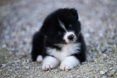 Les chiots de Berger Australien