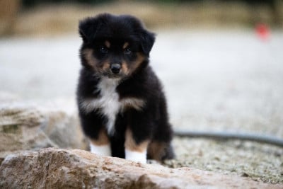 Les chiots de Berger Australien