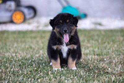 Les chiots de Berger Australien