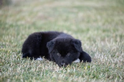 Les chiots de Berger Australien