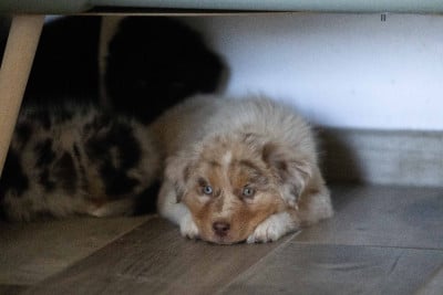 Les chiots de Berger Australien