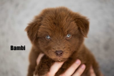 Les chiots de Berger Australien