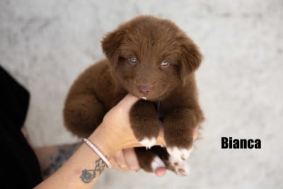 Les chiots de Berger Australien