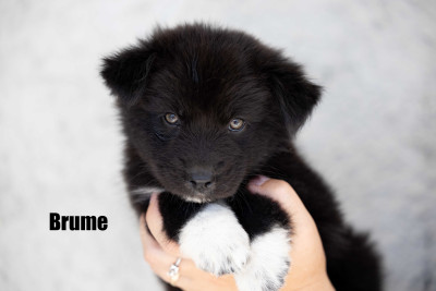 Les chiots de Berger Australien