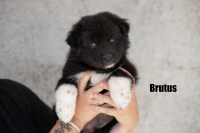 Les chiots de Berger Australien