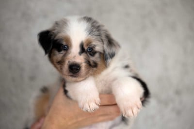 Les chiots de Berger Australien
