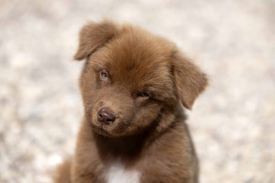 Les chiots de Berger Australien