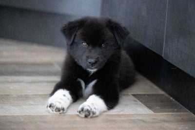 Brutus - Berger Australien