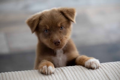 Les chiots de Berger Australien
