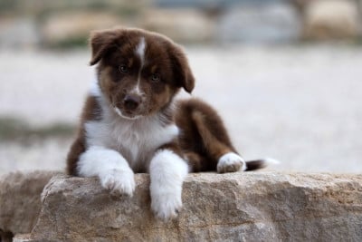 Les chiots de Berger Australien