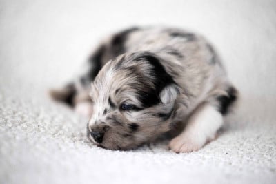 Les chiots de Berger Australien