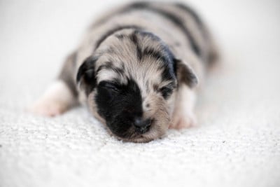 Les chiots de Berger Australien