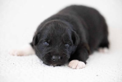 Les chiots de Berger Australien