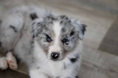 Les chiots de Berger Australien