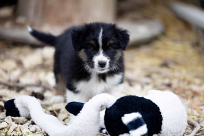 Les chiots de Berger Australien