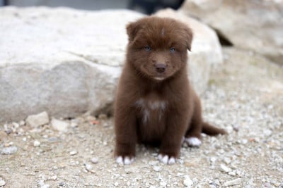 Les chiots de Berger Australien