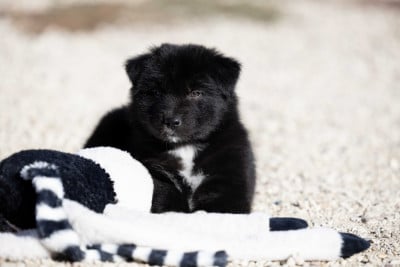 Les chiots de Berger Australien