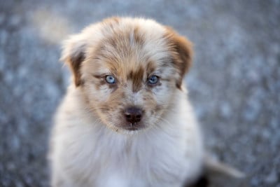 Les chiots de Berger Australien
