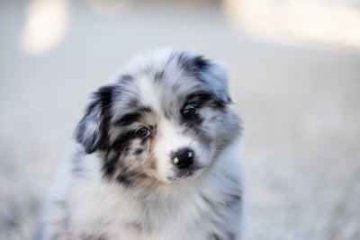 Les chiots de Berger Australien