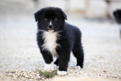 Les chiots de Berger Australien