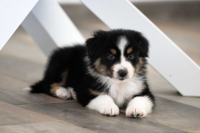 Les chiots de Berger Australien