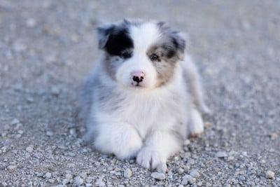 Les chiots de Berger Australien