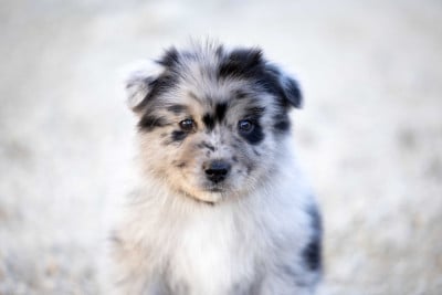 Les chiots de Berger Australien