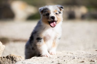 Les chiots de Berger Australien